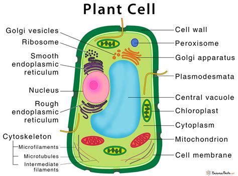 紫背萬年青滲透實驗結果|實驗二 植物細胞 (Plant Cell)